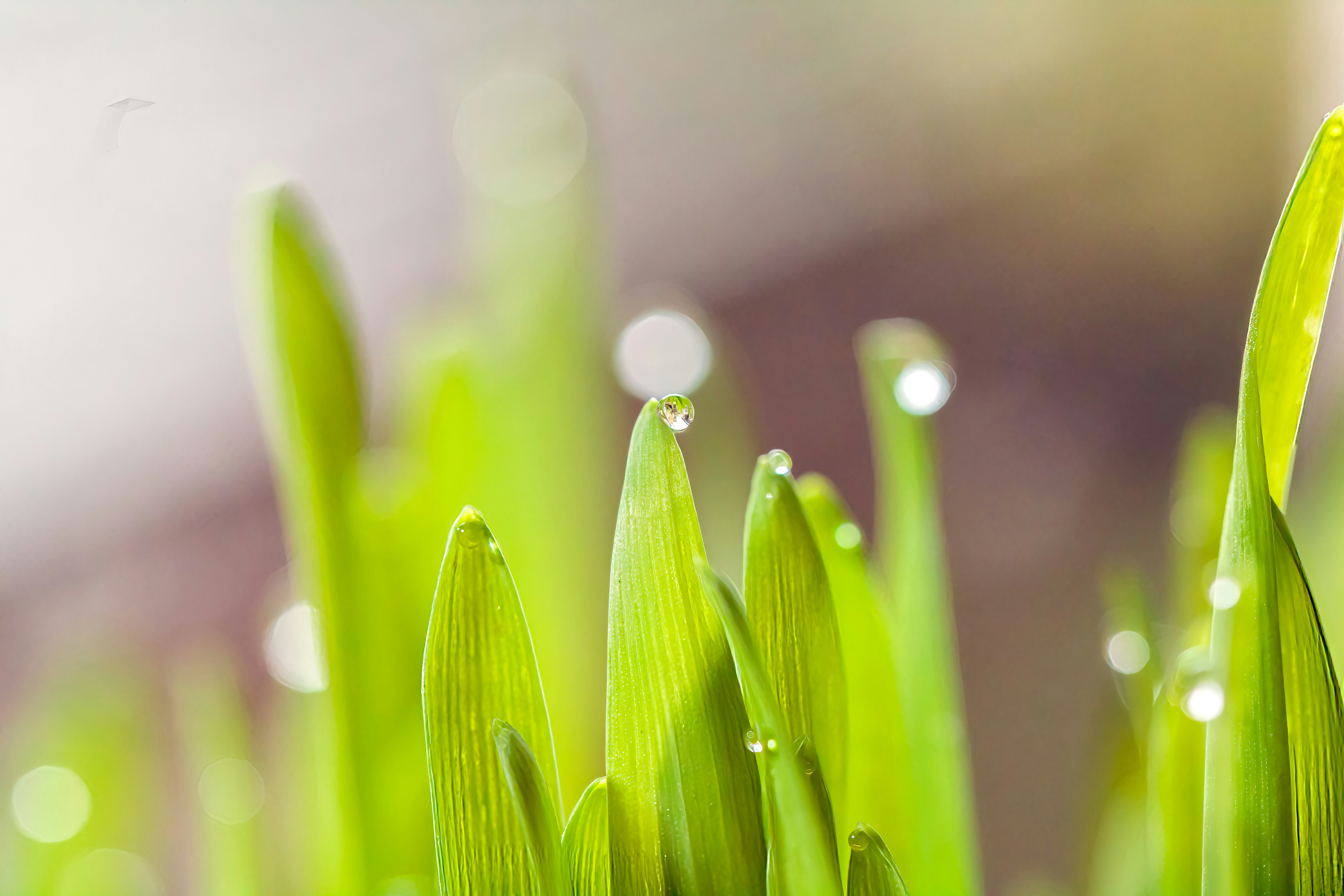Fresh green shoots with morning dew