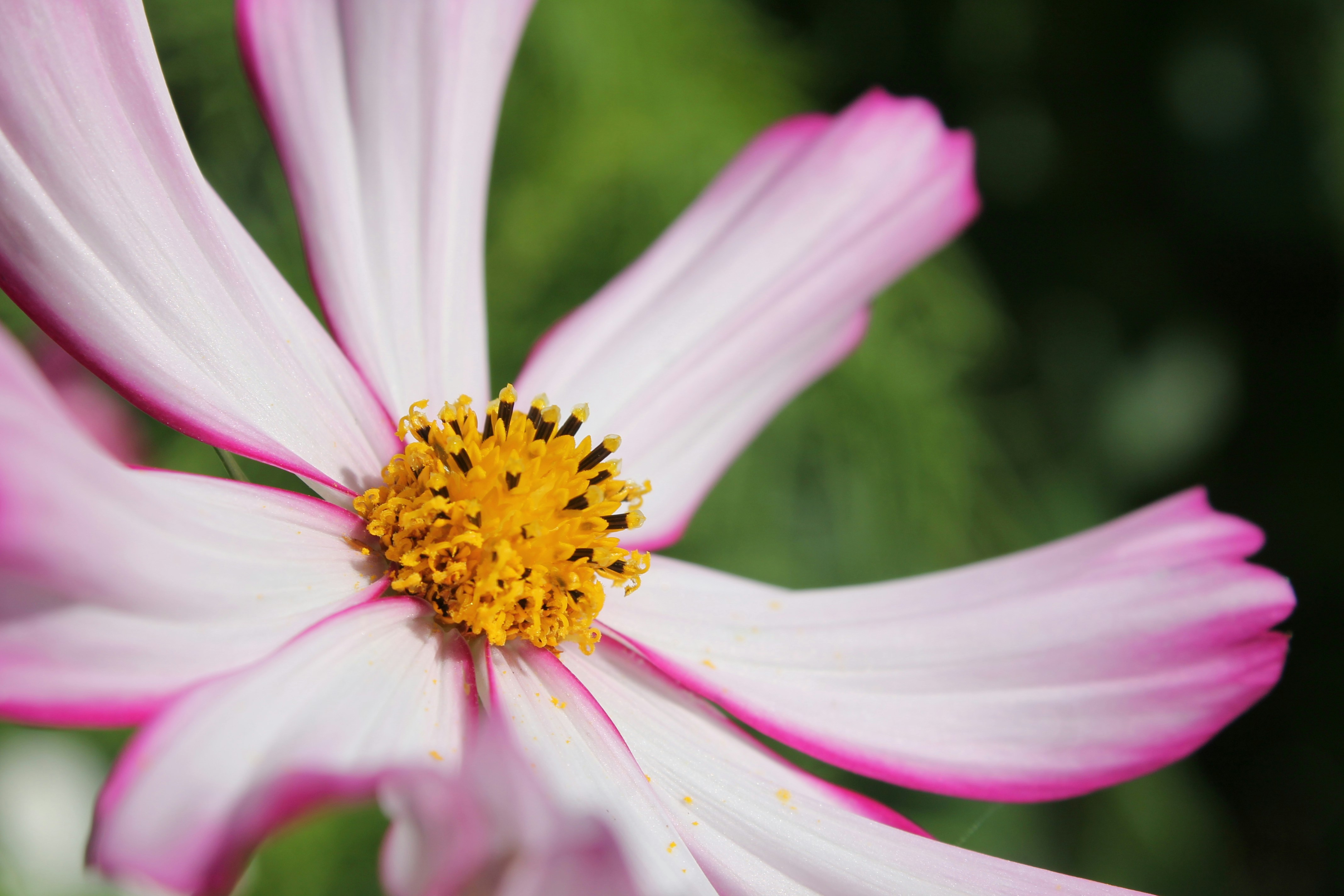 Close-up of a pink cosmos flower